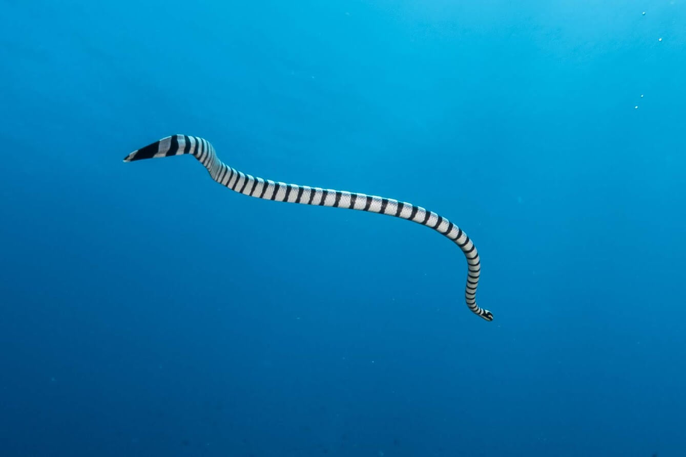 Banded sea snake in the water