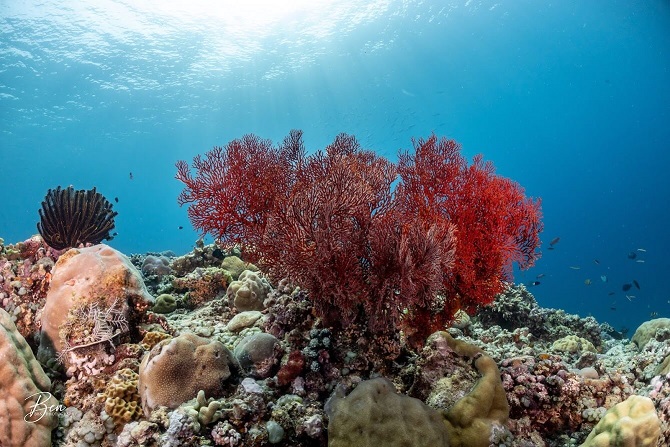 Beautiful corals