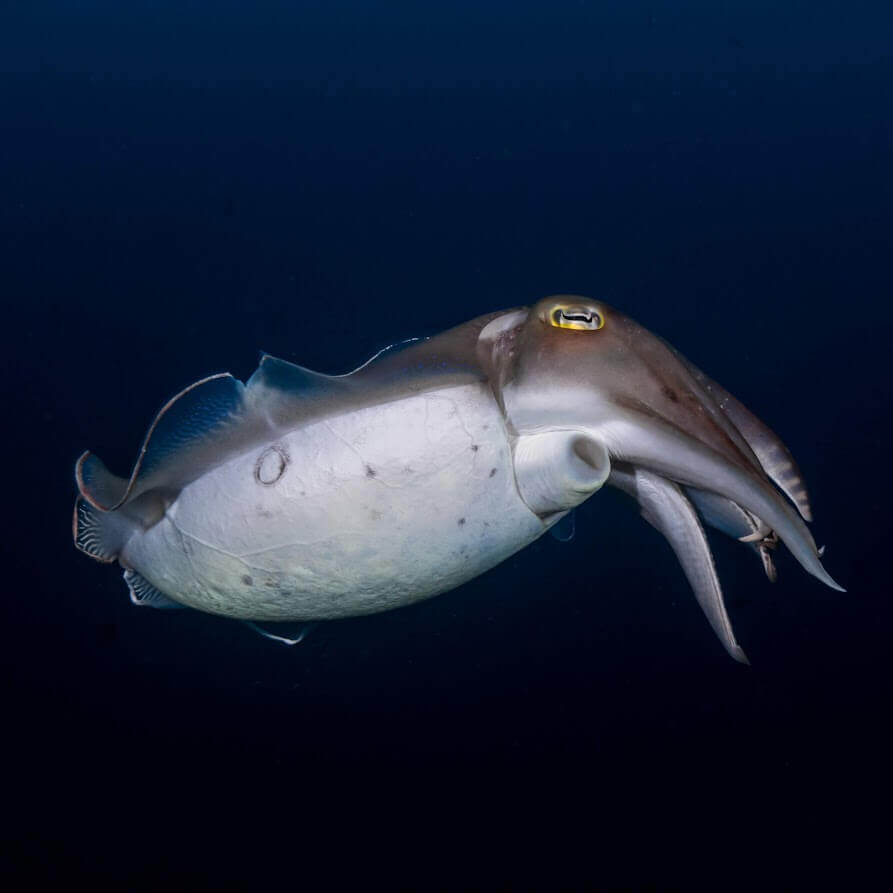 Cute cuttlefish