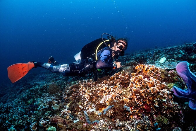 Diver exploring orange corals