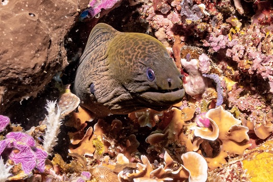 Moray eel hiding in the corals