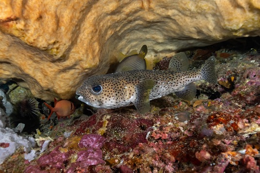 Gorgeous puffer fish