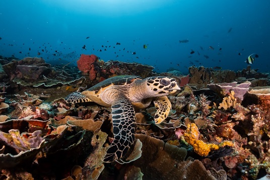 Turtle among corals